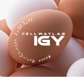 小鼠抗雞IgY（Monoclonal Mouse Anti-Chicken IgY(IgG)）