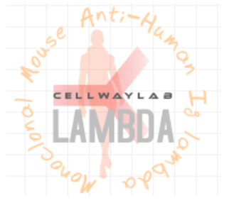 小鼠抗人Lambda